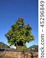 Gangwon-do, Yeongwol-gun, Ginkgo 45296849