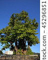 Gangwon-do, Yeongwol-gun, Ginkgo 45296851