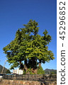 Gangwon-do, Yeongwol-gun, Ginkgo 45296852