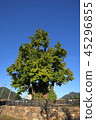 Gangwon-do, Yeongwol-gun, Ginkgo 45296855