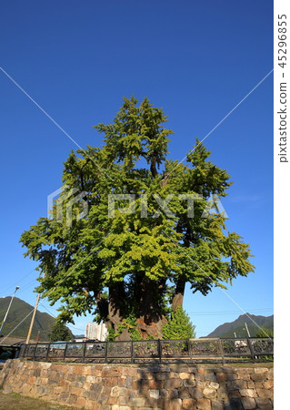 江原道,Yeongwol-gun,Ginkgo 江原道,Yeongwol-gun,Ginkgo 45296855