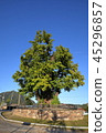 Gangwon-do, Yeongwol-gun, Ginkgo 45296857