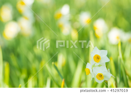 Japan Narcissus 45297019