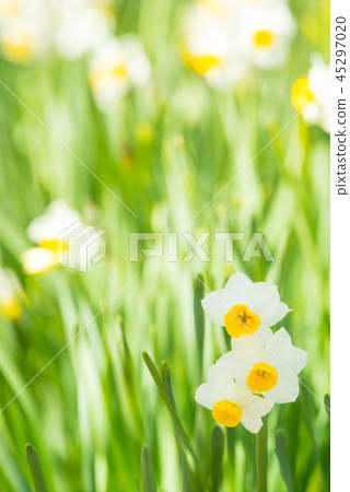 Japan Narcissus 45297020