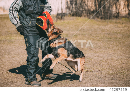 Alsatian Wolf Dog Biting Sleeve During Training. Deutscher Dog Alsatian Wolf Dog Biting Sleeve During Training. Deutscher Dog 45297359