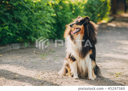 Rough Collie, Scottish Collie, Long-Haired Collie, English Colli Rough Collie, Scottish Collie, Long-Haired Collie, English Colli 45297360