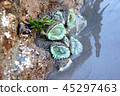 United States, Pacific Tide Pool Tidepool Activities on the Coast of 45297463