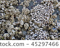 Ruby beach barnacle Barnacles 45297466
