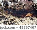 Tide pool starfish and anemones Tidepool in Olympic NationalPark 45297467