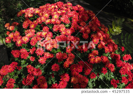 Chrysanthemum Chrysanthemum 45297535