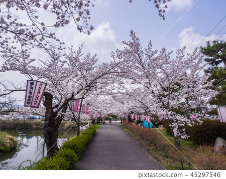 Emeizan Castle ruins in full bloom with cherry blossoms Emeizan Castle ruins in full bloom with cherry blossoms 45297546