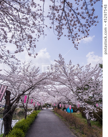 Emeizan Castle ruins in full bloom with cherry blossoms Emeizan Castle ruins in full bloom with cherry blossoms 45297548