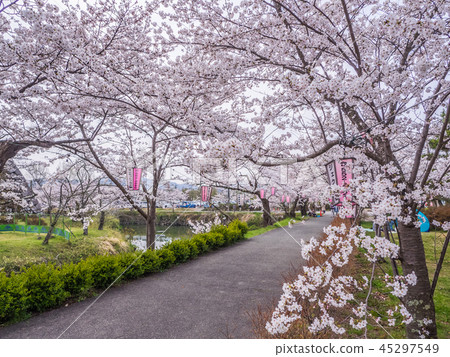 Emeizan Castle ruins in full bloom with cherry blossoms Emeizan Castle ruins in full bloom with cherry blossoms 45297549