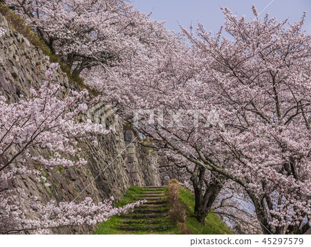 Emeizan Castle ruins in full bloom with cherry blossoms Emeizan Castle ruins in full bloom with cherry blossoms 45297579