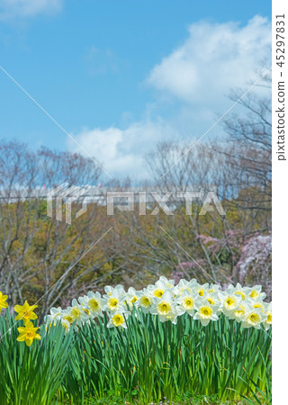 Narcissus 45297831