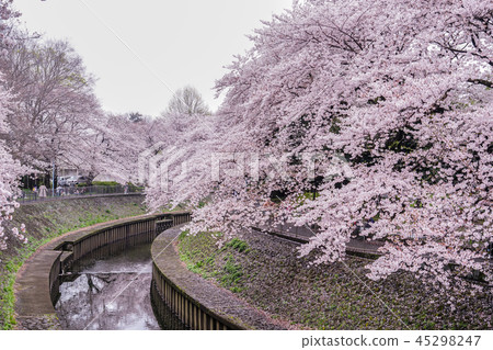 Cherry blossoms at Zenfukuji Ryokuchi Park (Suginami-ku, Tokyo) 45298247