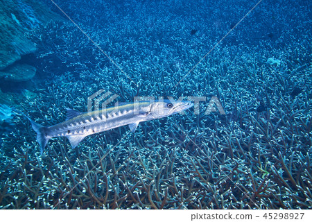 barracudas 45298927