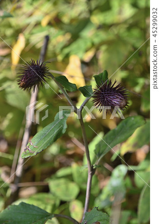 Oyamabokuchi 45299032