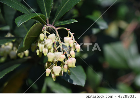 Strawberry tree 45299033