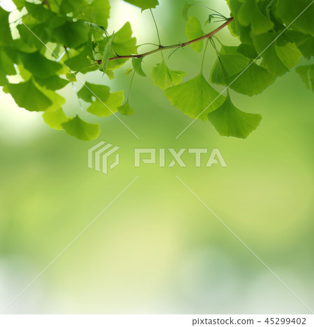 Spring Frame & Banner, Beautiful Spring, Greenery Background Spring Frame & Banner, Beautiful Spring, Greenery Background 45299402