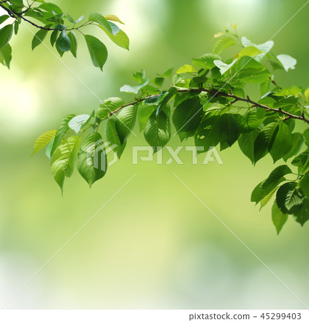 Spring Frame & Banner, Beautiful Spring, Greenery Background Spring Frame & Banner, Beautiful Spring, Greenery Background 45299403