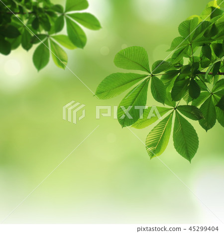 Spring Frame & Banner, Beautiful Spring, Greenery Background Spring Frame & Banner, Beautiful Spring, Greenery Background 45299404