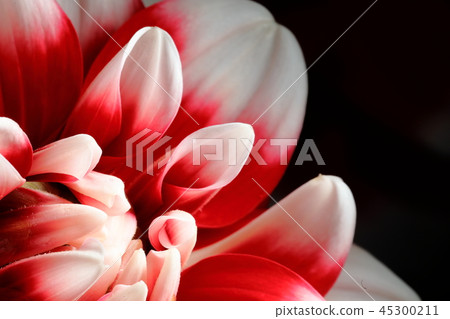 Dahlia _ Akebono Dahlia _ Akebono 45300211