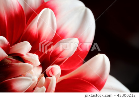 Dahlia _ Akebono 45300212