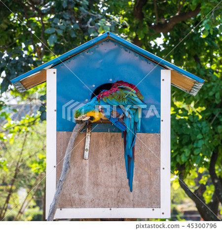 Indigo Kongo parrot macaws Macaws 45300796