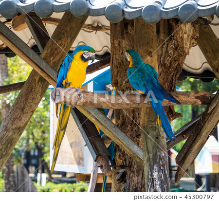 Indigo Kongo parrot macaws Macaws 45300797