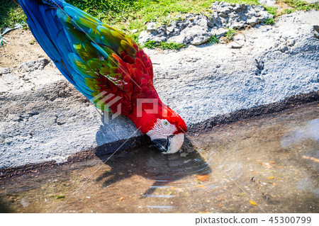 Indigo Kongo parrot macaws Macaws 45300799