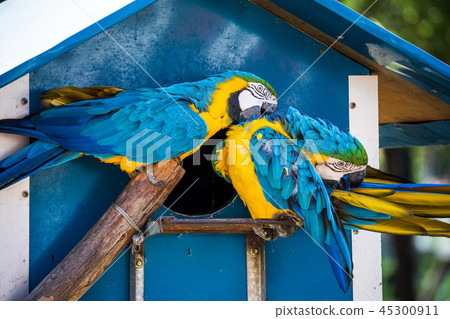 Indigo Kongo parrot macaws Macaws Indigo Kongo parrot macaws Macaws 45300911