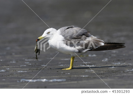 拿著螃蟹的海貓 45301293