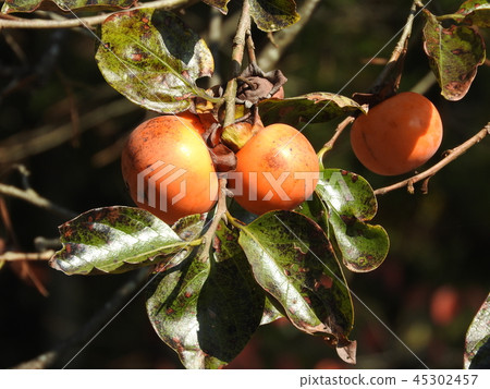 Persimmon nuts Persimmon nuts 45302457