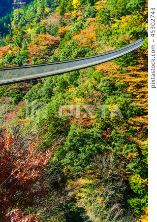 Autumn leaves of plum tree park park suspension bridge [Yatsushiro City, Kumamoto Prefecture Gokaso] 45302743
