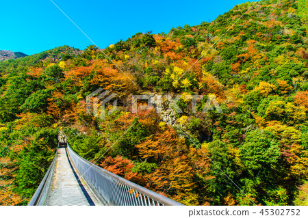 李子樹公園公園吊橋的秋葉[八代市八幡市Gokaso] 45302752