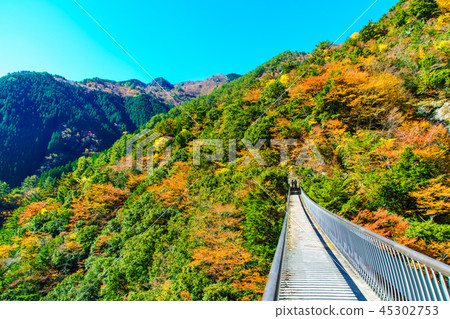 李子樹公園公園吊橋的秋葉[八代市八幡市Gokaso] 45302753