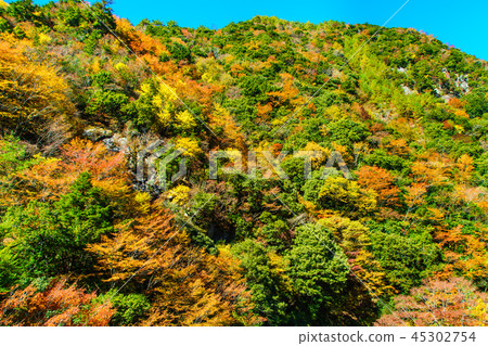 李子樹公園公園吊橋的秋葉[八代市八幡市Gokaso] 45302754