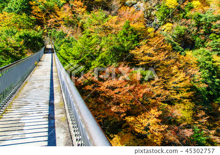 李子樹公園公園吊橋的秋葉[八代市八幡市Gokaso] 45302757