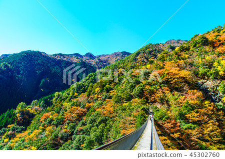 李子樹公園公園吊橋的秋葉[八代市八幡市Gokaso] 45302760
