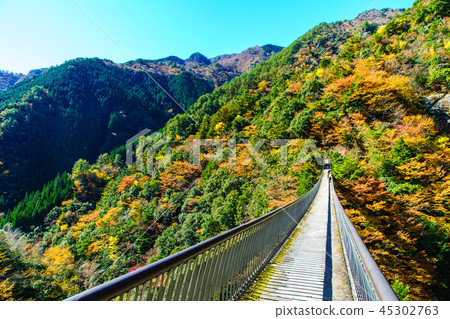 Autumn leaves of plum tree park park suspension bridge [Yatsushiro City, Kumamoto Prefecture Gokaso] 45302763