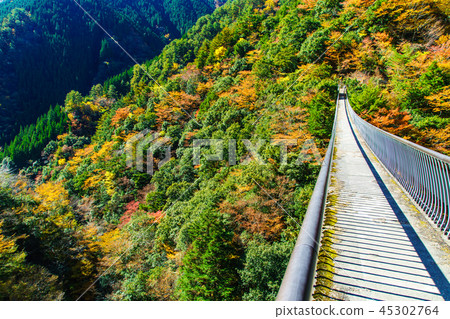 Autumn leaves of plum tree park park suspension bridge [Yatsushiro City, Kumamoto Prefecture Gokaso] 45302764