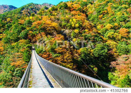李子樹公園公園吊橋的秋葉[八代市八幡市Gokaso] 45302766
