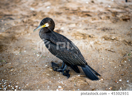 water bird Great Cormorant with a broken paw 45302931
