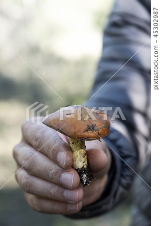 man with a yellow knight mushroom 45302987