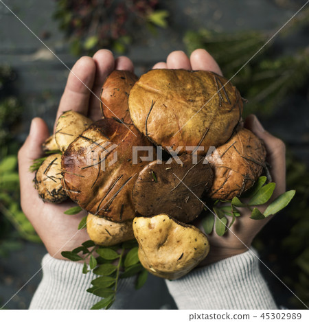 man with some yellow knight mushrooms in his hands man with some yellow knight mushrooms in his hands 45302989