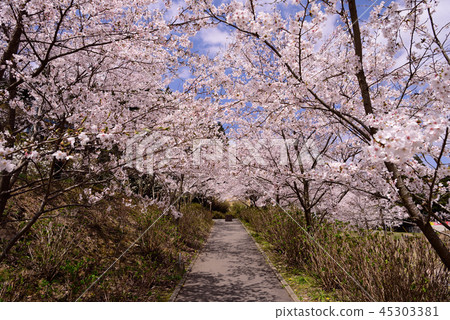 Emeizan Kannon寺廟櫻花視圖 45303381