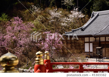 Emeizan Kannon寺廟櫻花視圖 45303382