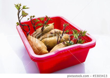 地瓜， 番薯 ，塊根類蔬菜，sweet potato, root vegetables, 45303413