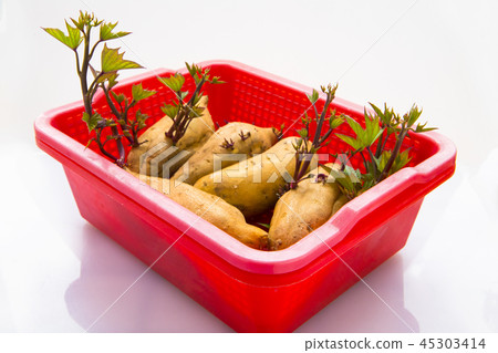 地瓜， 番薯 ，塊根類蔬菜，sweet potato, root vegetables, 45303414
